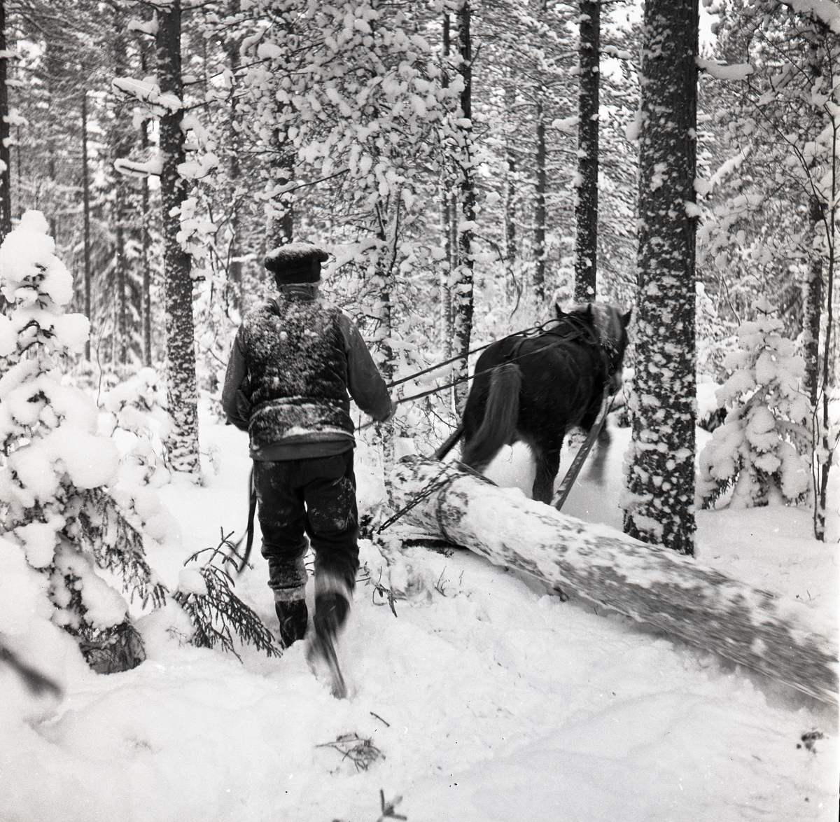 En man kör en förspänd häst genom ett snöigt skogslandskap. Hästen drar en timmerstock på en släde, 1960.