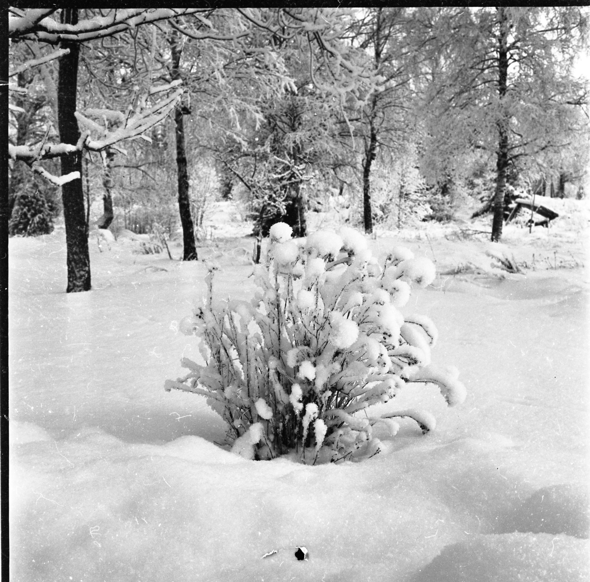 Vinterlandskap. Snötyngda träd och en buske i förgrunden, möjligen i Örserum.