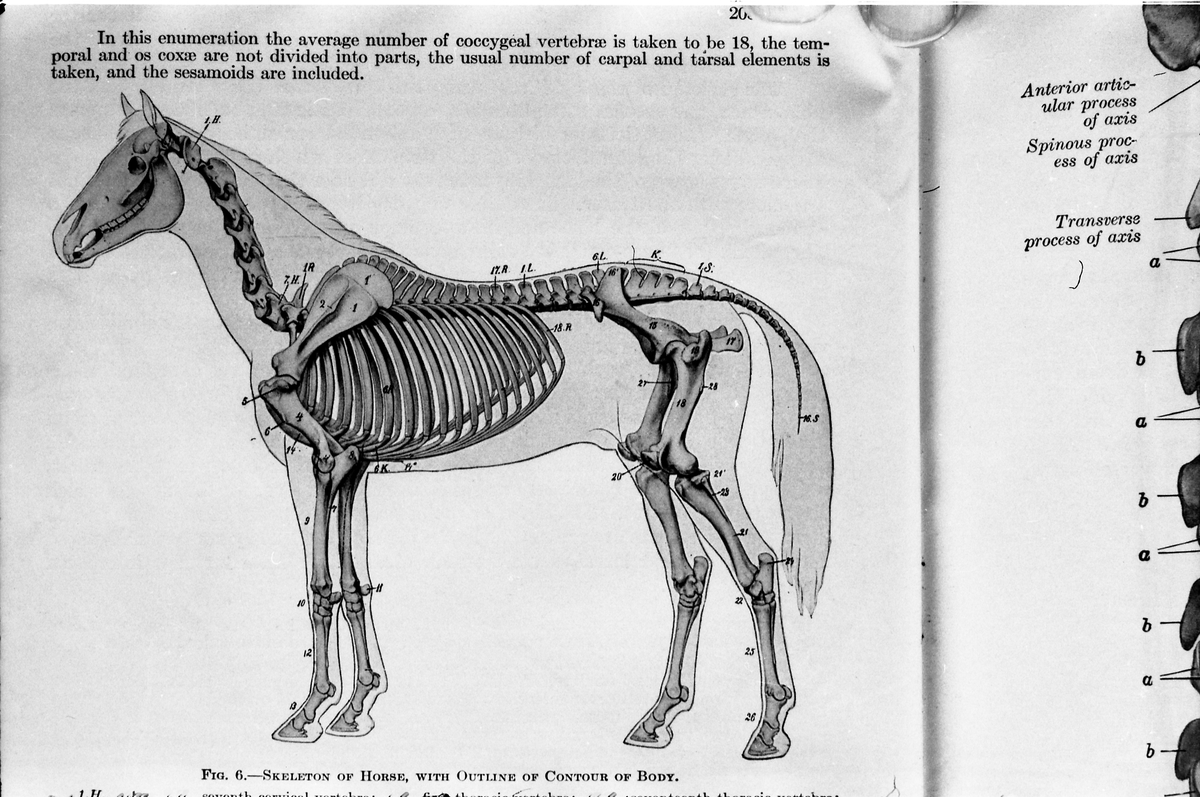 Serie på 41 bilder som viser tegninger av hesters indre og ytre organer og anatomi. Tegningene skriver seg fra ett eller flere eldre magasiner og/eller bøker.