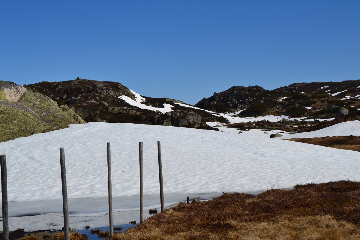Gjerding på Flåto ved Nordre Monsvatnet i Valle. De fikk spent netting over snøfonna, men resten måtte Karl Martin Mattingsdal ta når fonna har blitt mindre.