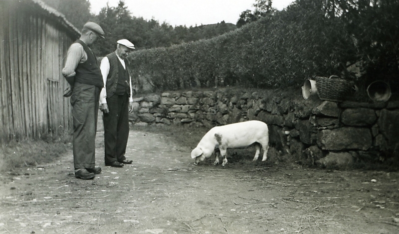 Två män studerar en gris som äter från marken, Vommedal Västergård "Hanses" cirka 1940. Från vänster står Gustav Bengtsson (1893 - 1979) och brodern Albert Bengtsson (1878 - 1956). Bakom männen ses ladugården.