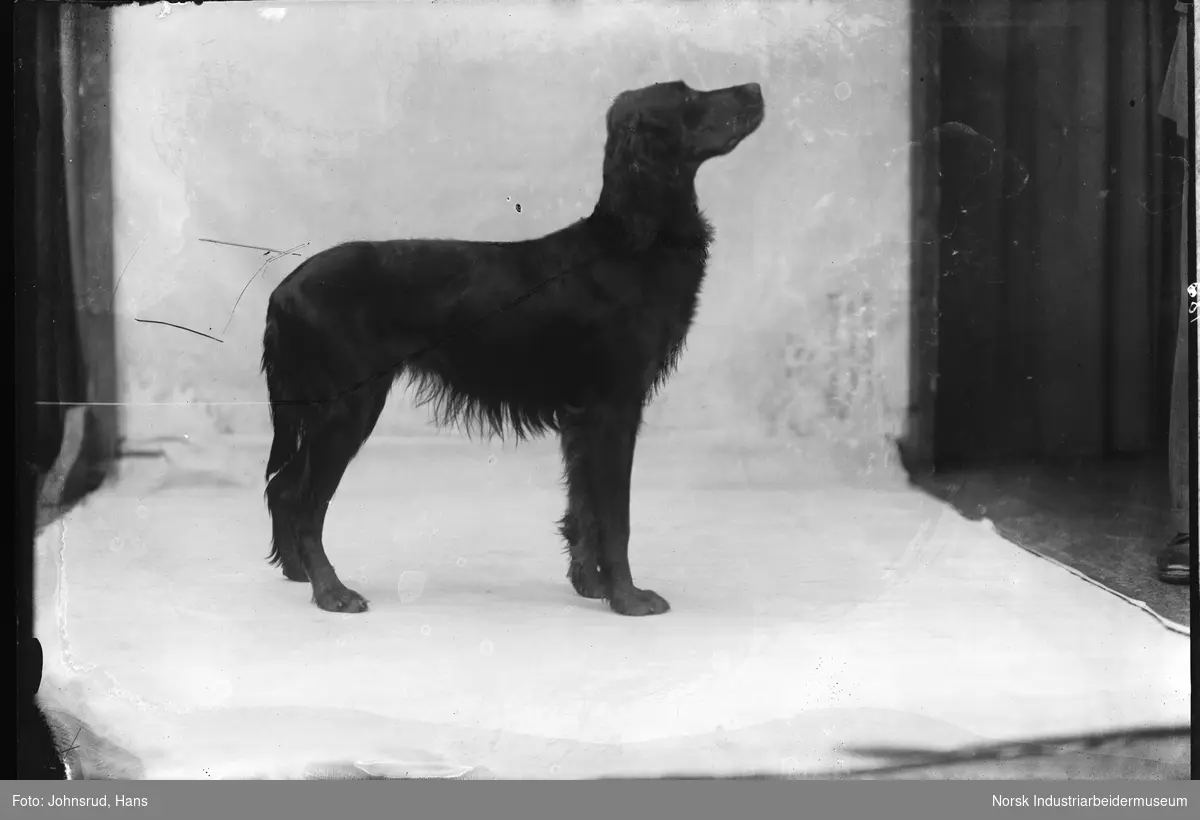 Stående svart hund fra siden, Deler av mann delvis synlig til høyre i bildet