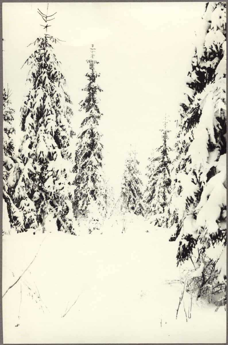 En granskog tyngs ned av nyfallen snö i Bergslagsområdet.