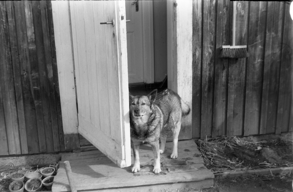 Avfotografert bilde av en hund som står ved inngangen til et våningshus. Stedet er ikker identifisert.