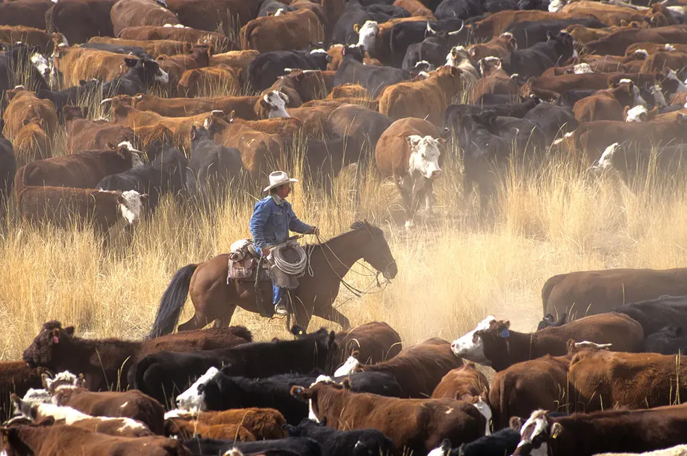 Foto av cowboy til hest med mange kuer.