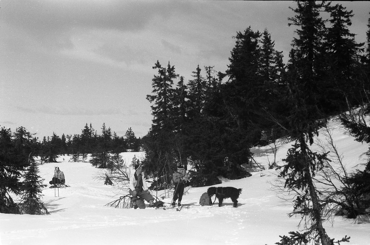 Avfotografert bilde av skiløpere og en hund i glissent skogsterreng. Hverken personer eller sted er identifisert.