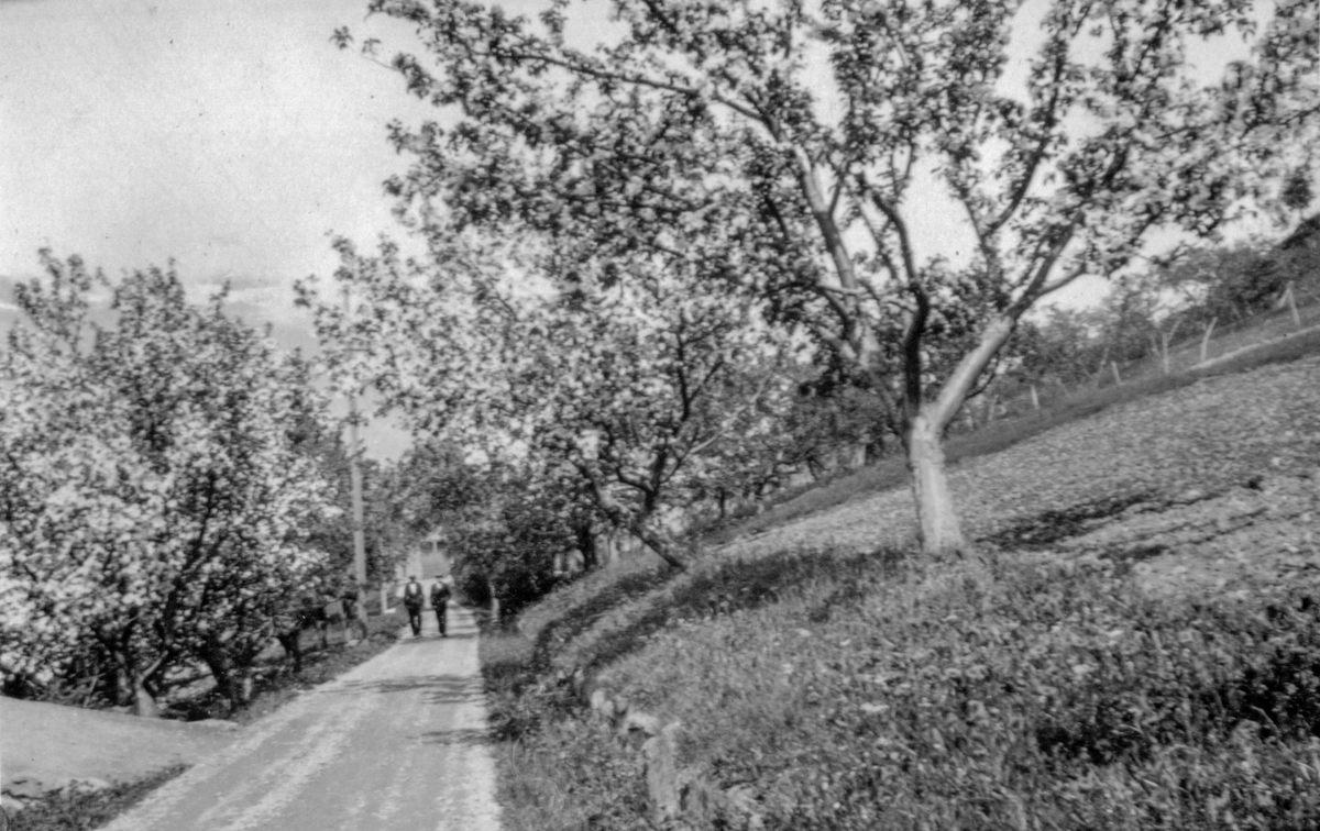 Fruktblomstring på Sekse, vegen mellom Kinsarvik og Odda