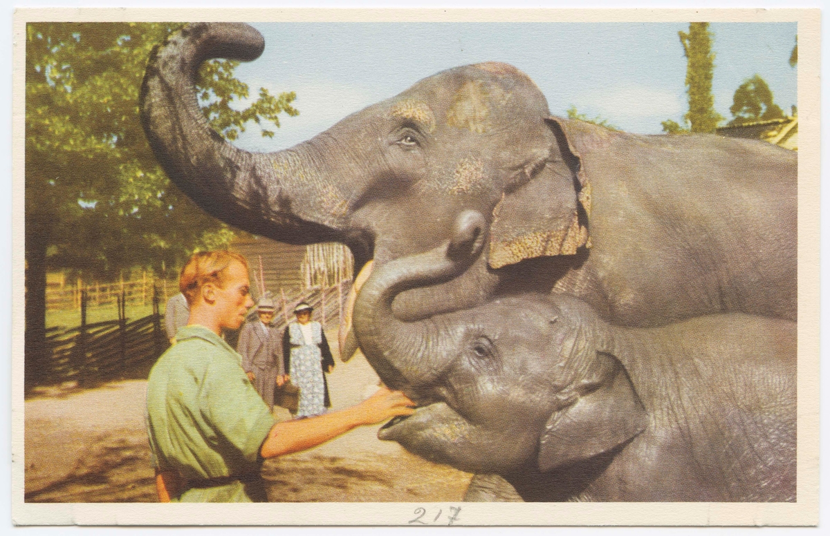 Vykort med motiv från Skansen. Elefanter. Djurskötare. "Elefanterna Lunkentuss och Bambina"