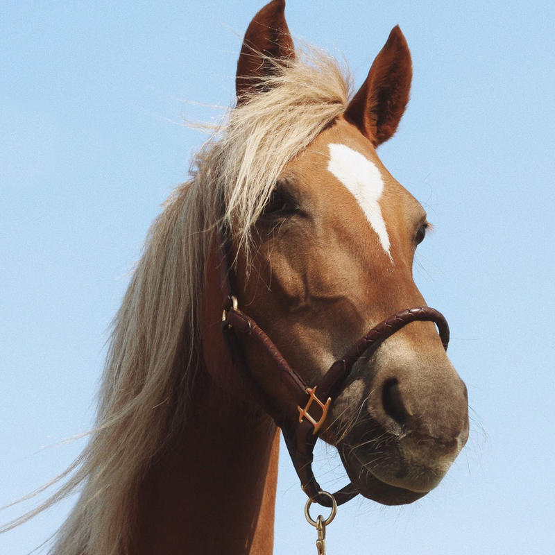 E brun hest med hvit stripe i ansiktet. 