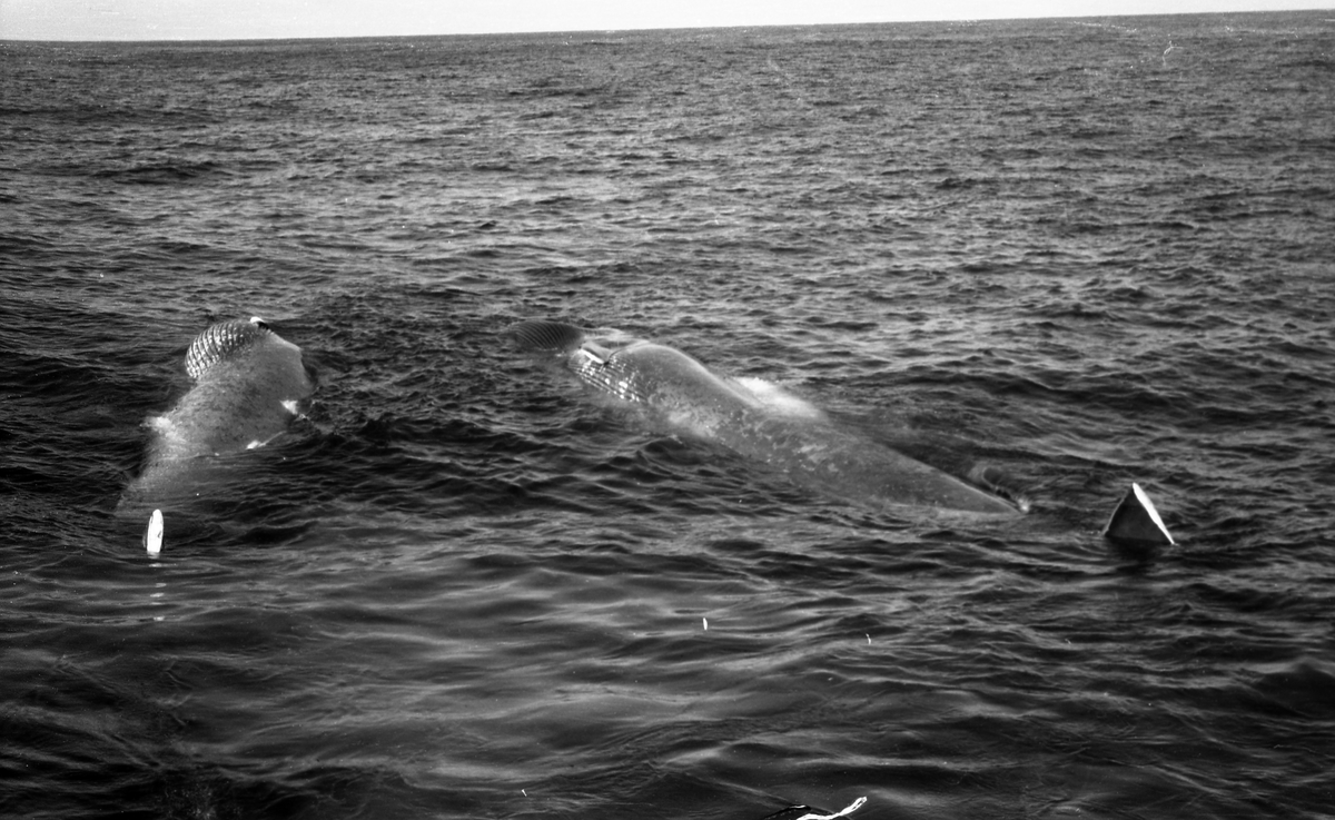 To hvaler klar til å dras ombord og slaktes. Suderøy på fangstfeltet.
