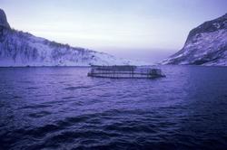 Flakstadvåg, 1975 : Merder som ligger på sjøen en grå vinter