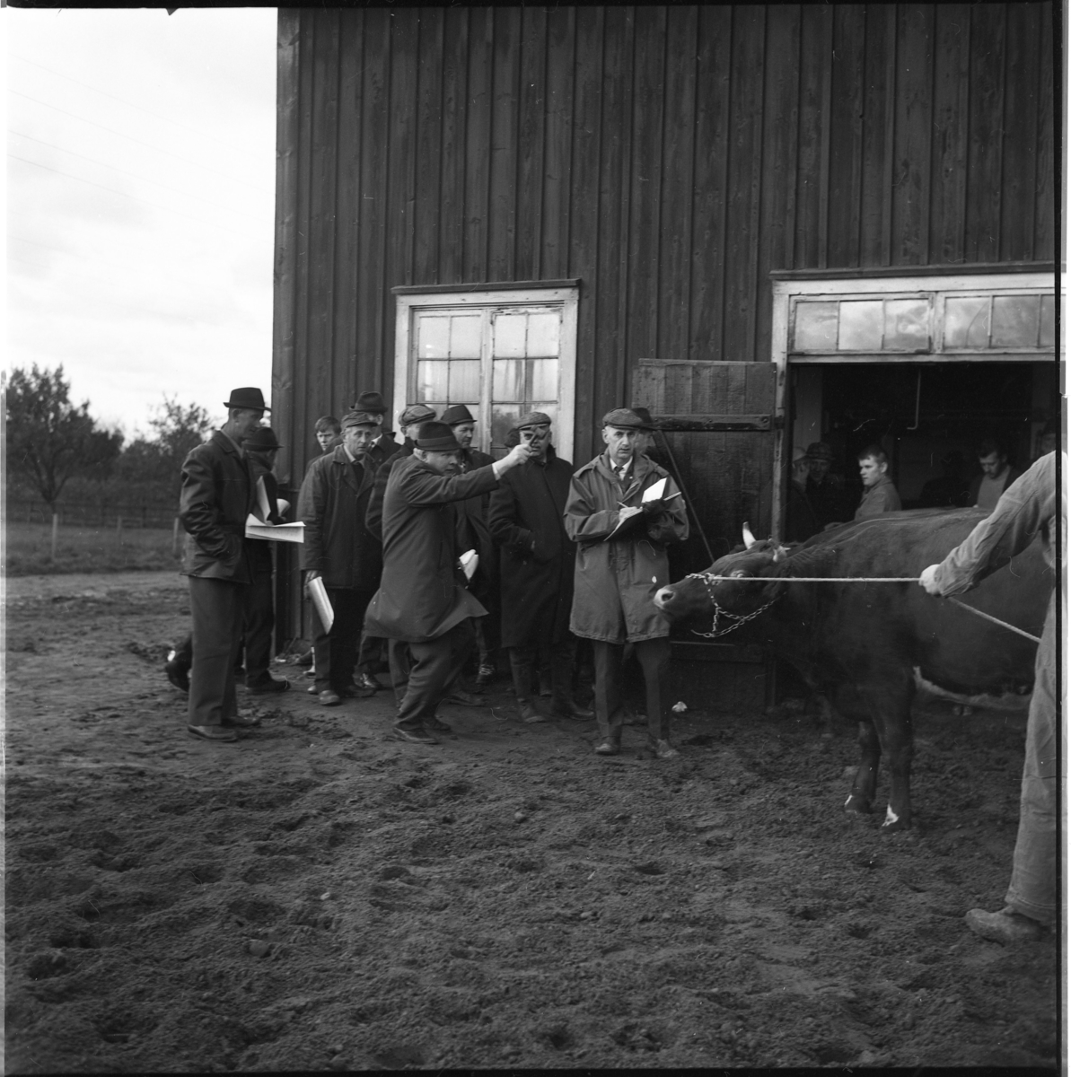 Kreatursauktion i Ravelsmark. Till höger en tjur som hålls av en man i overall, i huvudsak utanför bild.afsson. I bakgrunden män med papper i händerna och en auktionsutropare som är beredd att slå.