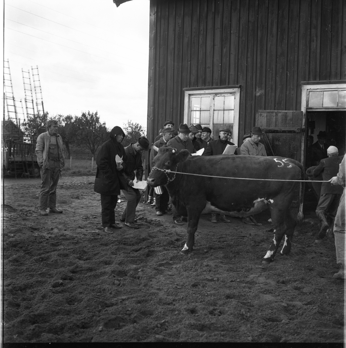 Kreatursauktion i Ravelsmark. I förgrunden en tjur märkt "55", som hålls av en man i overall, i huvudsak utanför bild. I bakgrunden män med papper i händerna. Till höger bland dessa, i hatt och ljus rock står Herbert Gustafsson.