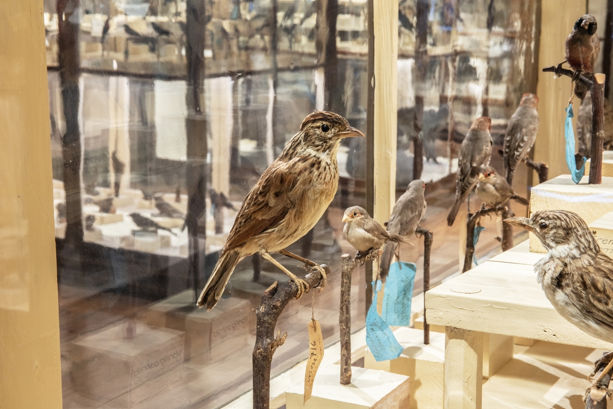 Vänersborgs museum. Afrikanska fågelsalen