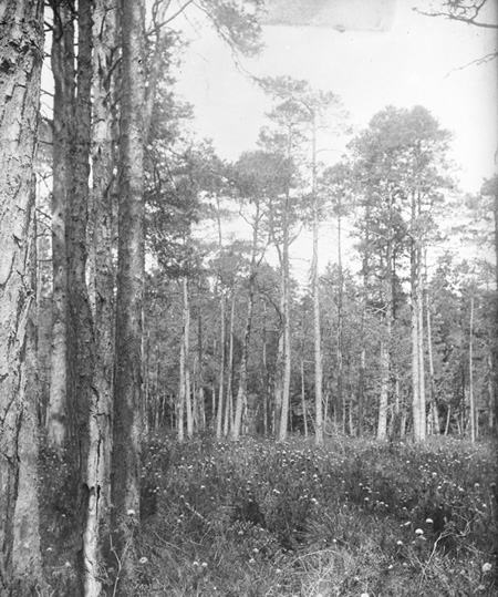 Landskap, ca 1910.