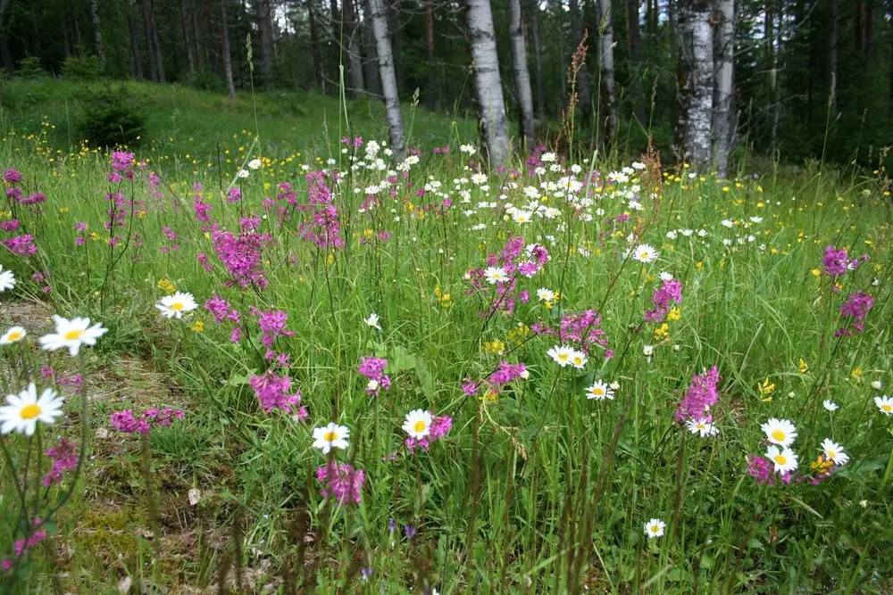 Foto av en blomstereng med varierende ville blomster