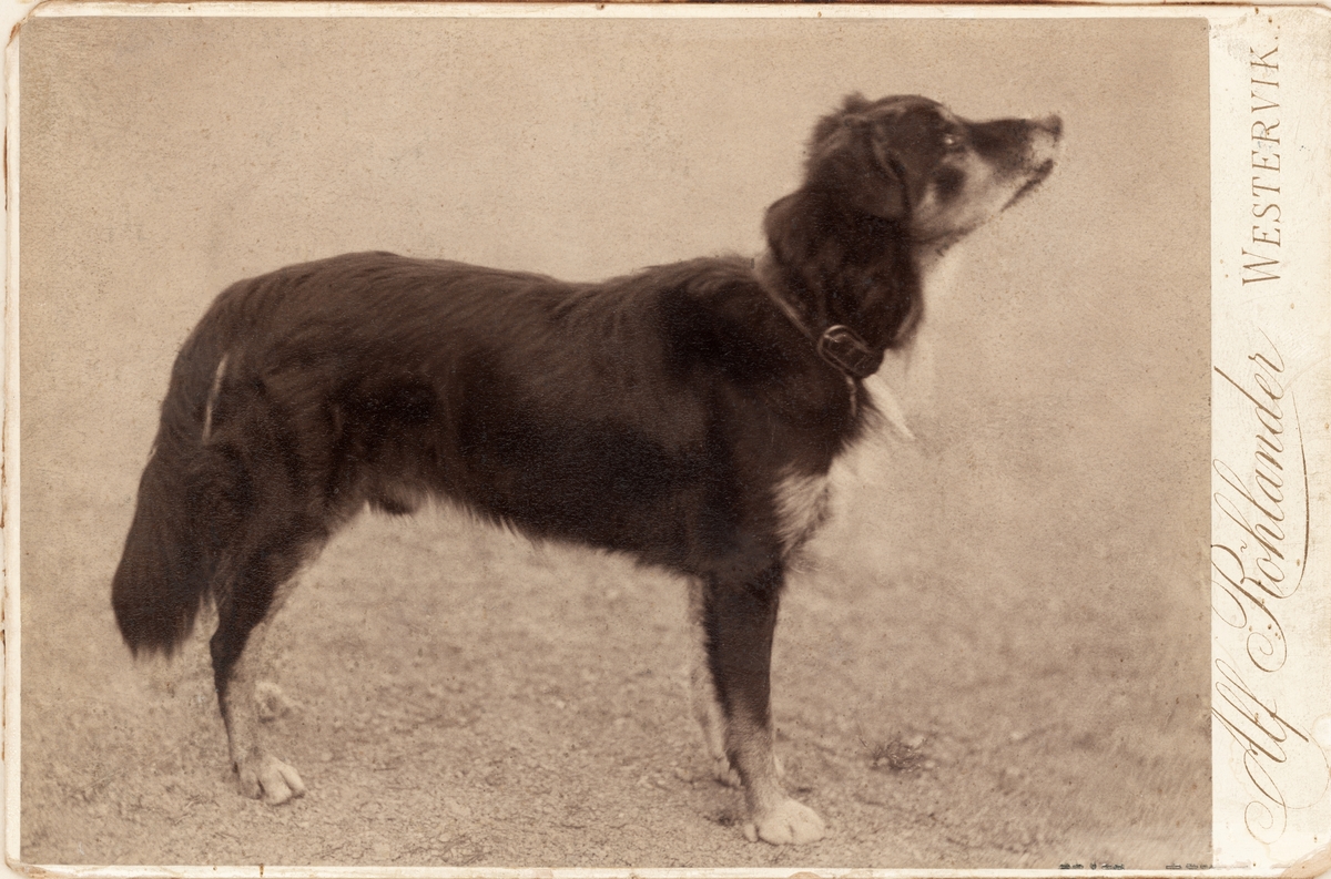 Hunden "Polhem" som följde med Vega-expeditionen under ledning av Adolf Erik Nordenskiöld 1878–1880. Hunden överlämnades efter hemkomsten av kaptenen på Vega, Louis Palander, som gåva till kapten O. Nordenfalk, Blekhem, Kamlar län.