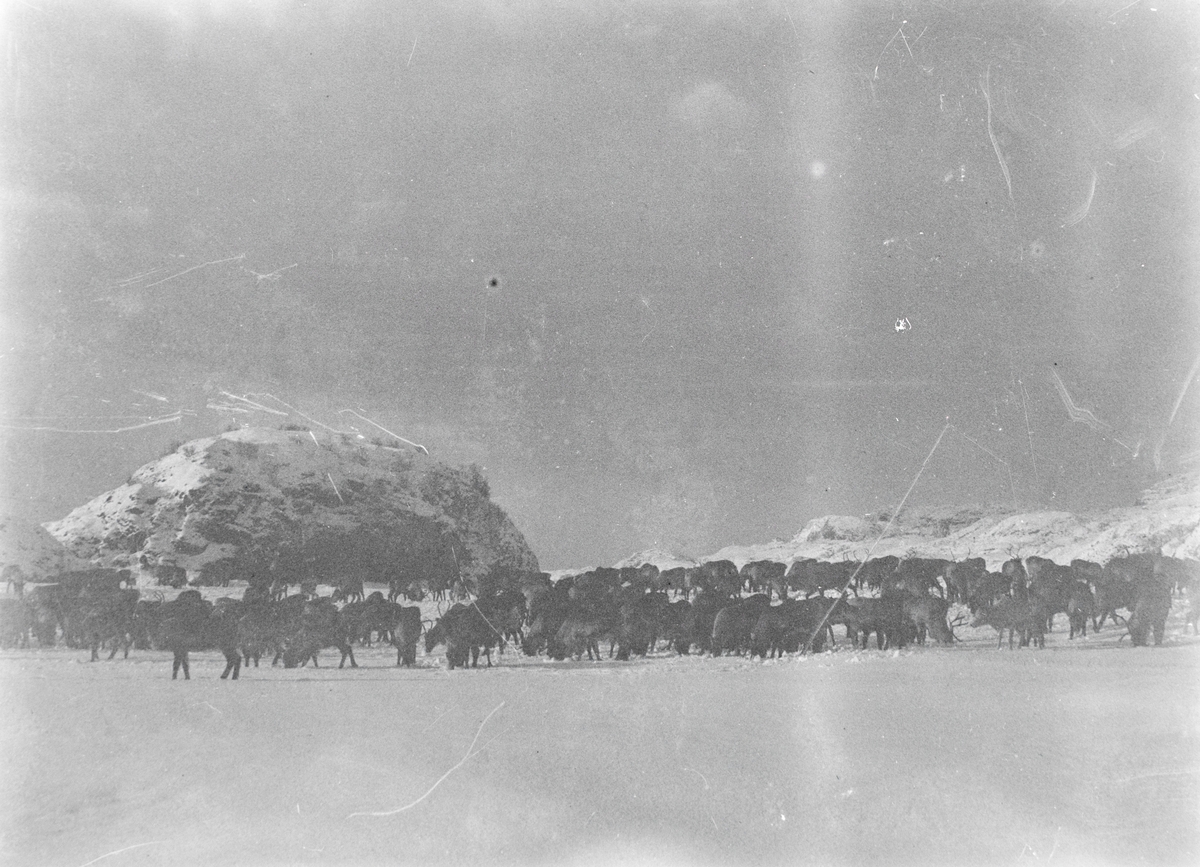 Motiv av en flokk med reinsdyr som beiter i vinterlandskap.