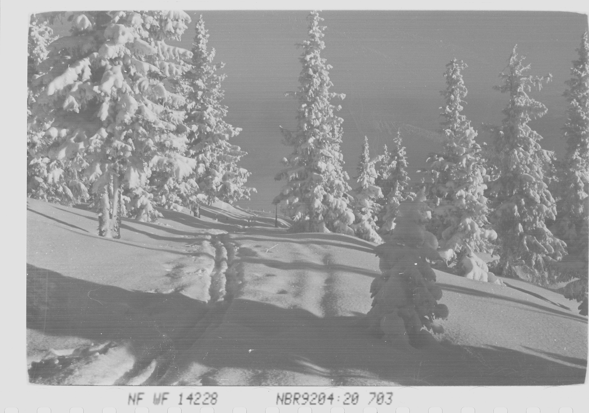 Skiløype i vinterlandskap på Norefjell, Krødsherad. Fotografert 1941.