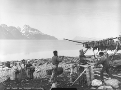 Prot: Spaagnæs i Lyngenfjord