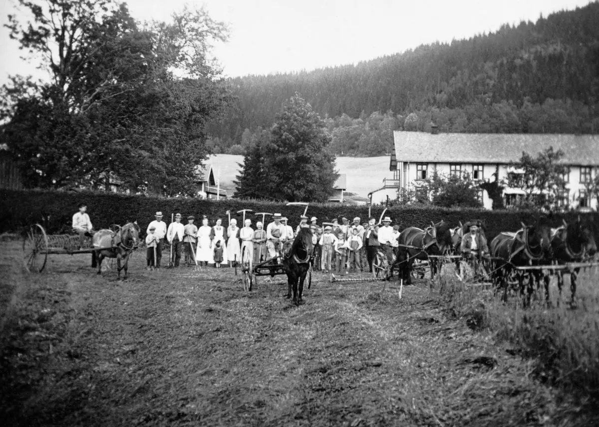 Slåttonn på storgarden Bjørneby i Åsnes i Solør, antakelig omkring 1900. I forgrunnen ser vi seks arbeidshester, hvorav de fire til høyre var fordelt på to tospann, som var forspent hver sin slåmaskin. Dette var sannsynligvis tungt å trekke disse maskinene på den tjuktvoksende grasvollen i bakkete terreng. Hesten lengst til venstre var forspent ei hesterive, ei såkalt hjulrive med digre hjul og krumme tinder av herdet stål. Maskinen bak hesten sentralt i bildet er det vanskelig å se tydelig, men det kan ha vært en høyvender. Den manuelle kapasiteten ser imidlertid også ut til å ha vært stor. Bak hestene ser vi nemlig ei rekke med drøyt 20 personer, barn og voksne, kvinnene med river, mennene med høygafler. Den sistnevnte redskapstypen skulle antakelig brukes når graset skulle hersjes for tørking med sikte på vinterlagring i gardens låvebygning. Denne ser vi bare litt av bak granhekken som omgav hagen og de store trærne som vokste der. Vi ser imidlertid en atskillig større del av våningshuset, hovedbygningen, som forfatteren av Åsnesboka antar må ha vært fullført tidlig på 1800-tallet. Den ble imidlertid modernisert i flere faser etter dette. Bygningen laftet, men bordkledd utvendig og innvendig. Den er nesten 30 meter lang og snaut 13,5 meter høy. Gesimshøyden er 6,25 meter. Konstruksjonen kvilte på en kraftig gråsteinsmur, og det var to hvelvete kjellere under den nordre enden og en hvelvet kjeller under den søndre enden av bygningen. Da dette fotografiet ble tatt var det gang, hagestue, dagligstue, spisestue med tilstøtende anretningsrom for sjølvefolket, egen spisestue for tjenerskapet, kjøkken, kabinett og kontor med foranliggende entré i bygningens førsteetasje. I andre etasje var det en mengde soverom, samt bad og «closet». Loftet inneholdt strykerom og rullebod, samt to kleskott. På den nordre gavlveggen var det en tilbygd gang med altan på taket, en bygningsdel som skimtes på dette fotografiet. Da dette fotografiet ble tatt ble skattene i norske landkommuner i stor utstrekning beregnet med utgangspunkt i matrikler, med stipulerte anslag for eiendommenes produksjonspotensial. Bjørneby ble ansett for å være den i så måte nest største eiendommen i Åsnes, bare overgått av Gravbergskovens Aktiebolags store skogkompleks i Høgsjøberget lengre øst i kommunen. Dette betydde ikke at alt var bare vel på Bjørneby. Etter den store «Opplandskrisa» eller «Glåmdalskrisa» i midten av 1860-åra slet eierne med tung gjeld, og i de vanskelige åra etter det store krakket som rammet skogbruket i 1921 måtte Bjørnerby-familien etter hvert overlate slektsgarden til nye folk som stilte med frisk kapital.