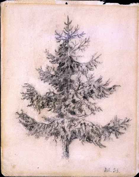 Granbusk [Tegning]
