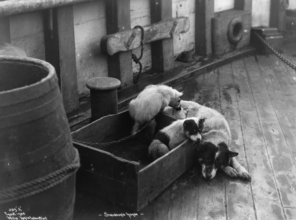 Otto Neumann Sverdrups hund med valper på dekk etter "Fram"-ekspedisjon, fotografert 1902.