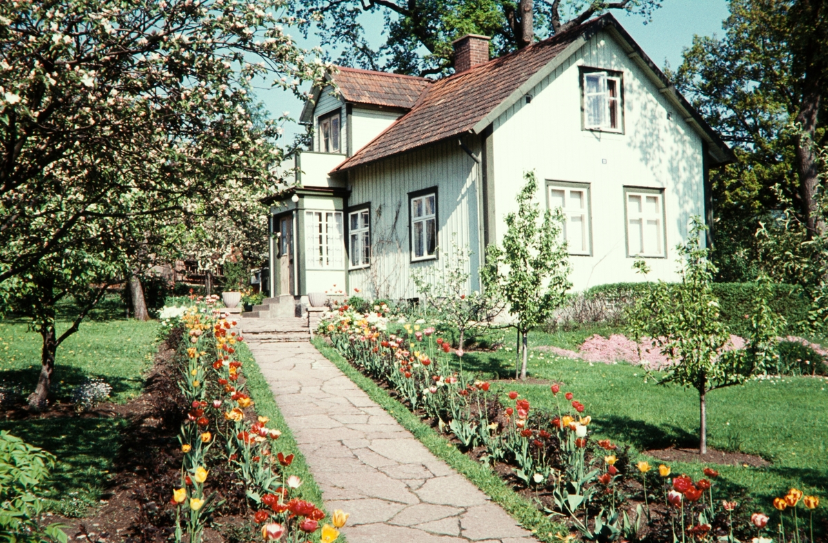 Villa på Väster, Pilgatan 11. Bostadshus och trädgård. Växjö sent 1950-tal.