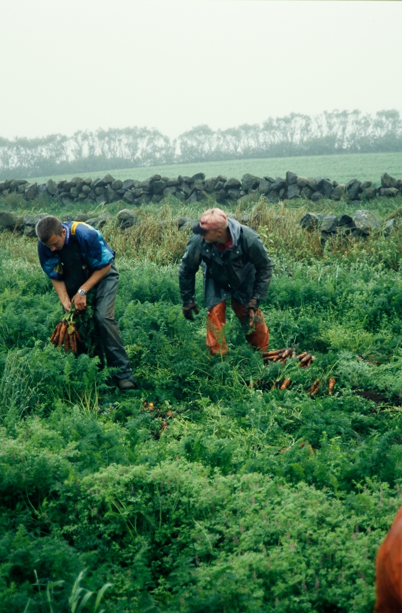To sesongarbeidare buntar gulrot på åkeren. Klepp, Jæren. Feltarbeid 15. august 2000.