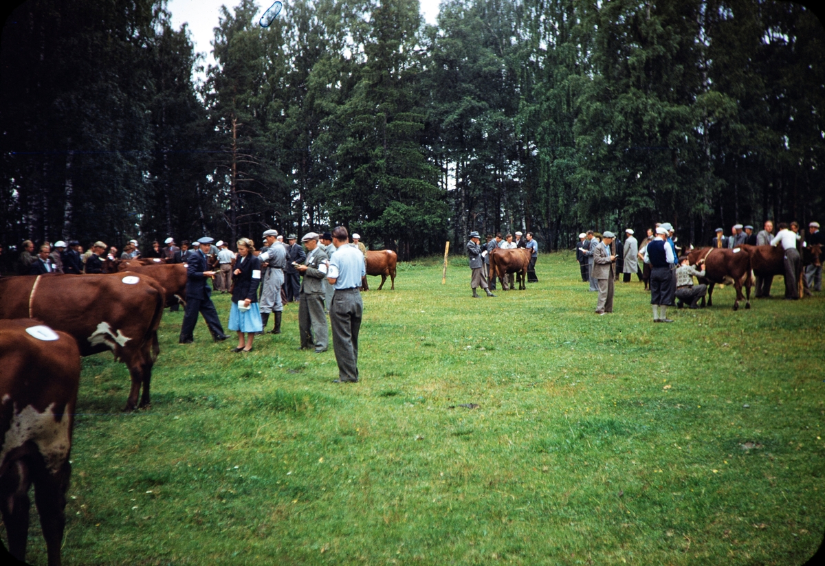 Fesjå, bedømming av kyr. Ukjent sted. Tekst på dias. "Judging ring of cattle during youth festival july 1949. Hamar Hedmark."
