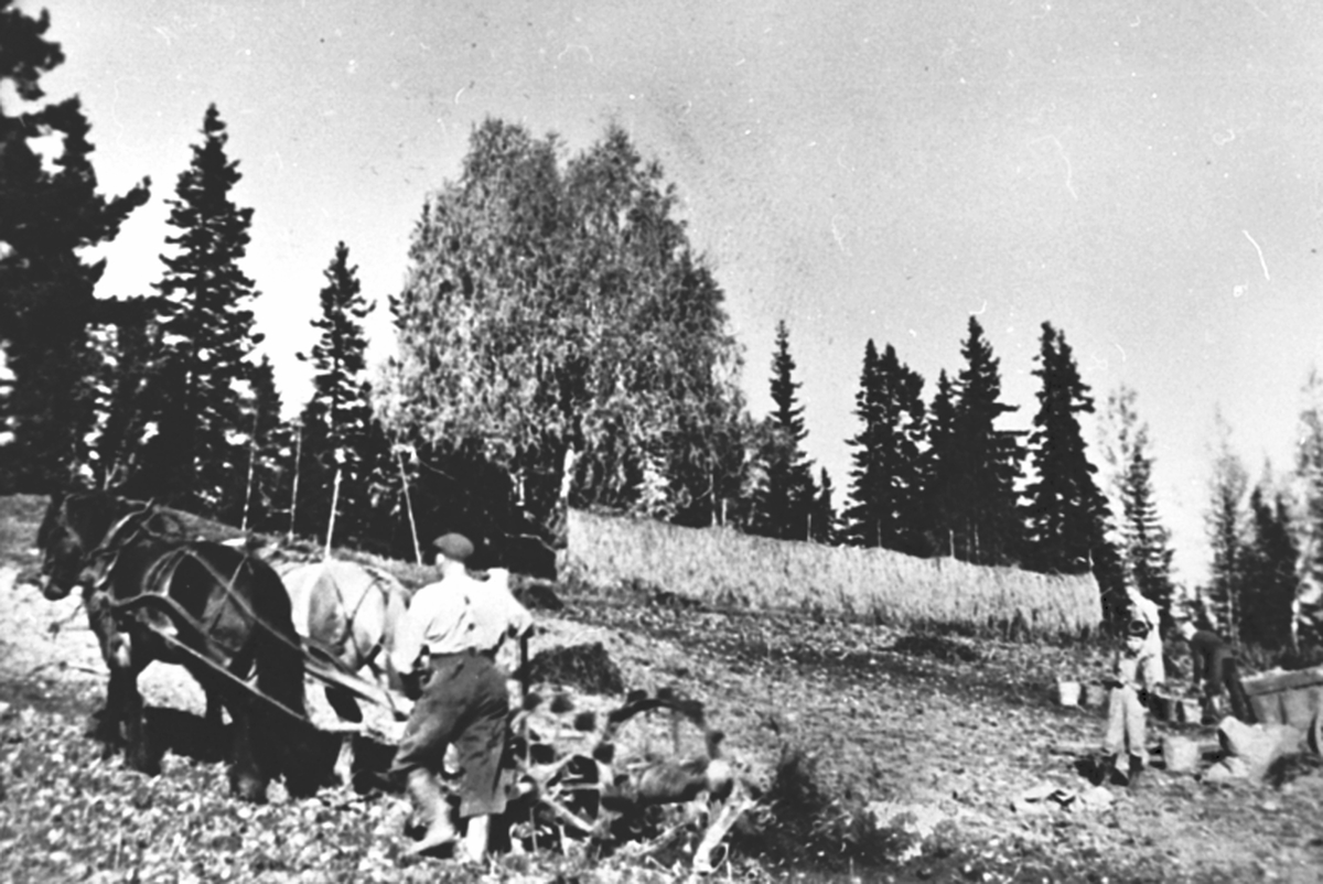 Potetonn på Svartåssveen, Lismarka, Ringsaker. Aksel Sveen kjører tospann hester med potetopptager. Barn og voksne plukker.