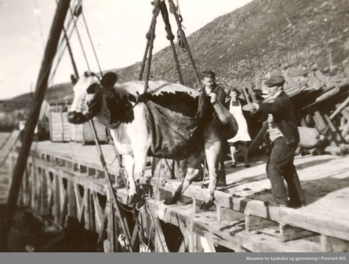 Gjenreisningstiden i Finnmark. Svenskekua heises i land i Havøysund.