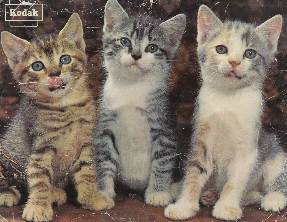 Tre katter.