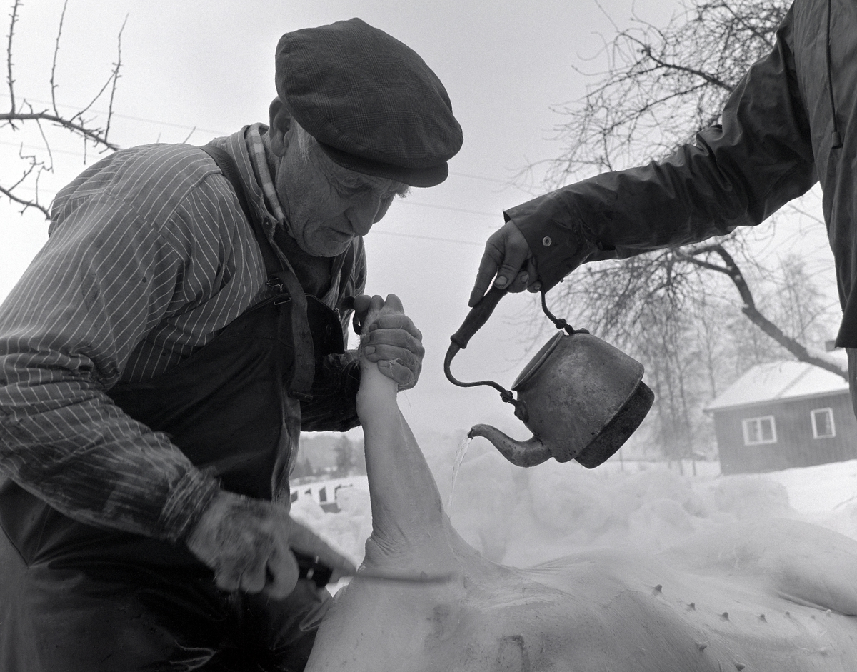 Dokumentasjon av griseslakting i 1977, på Lunde i Gaupen, Ringsaker. Bygdeslakter Johs. Rosenborg.
