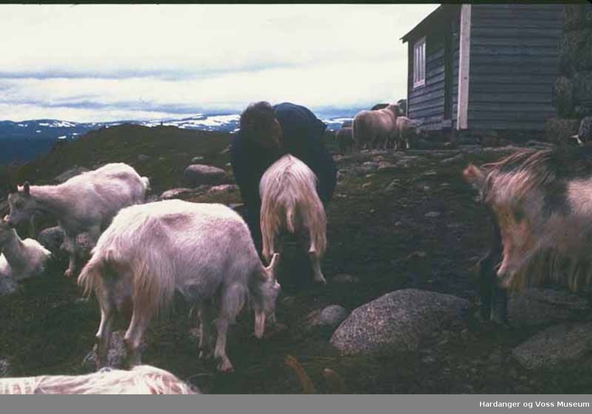 Mann, geiter, sauer, mjølking, hytte, stølshus, på fjellet. Jakob S. Røise på Steinstøl