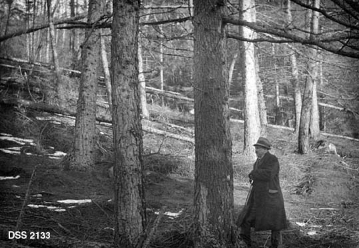 Forsøksflate med lerketrær i Jelsa prestegardsskog i Suldal.  Fotografiet er tatt ved kanten av flata.  En skogfunksjonær med hatt, frakk og spaserstokk betrakter trærne fra venstre bildekant.  I bakgrunnen skimtes en del stammer som er felt og kvistet. 