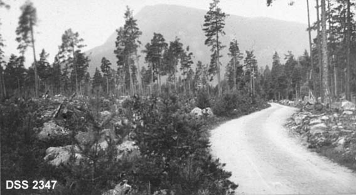 Veg over Mårvikmoen i Tinn.  Grusveg over furumo med en del høge trær, Torsetåsen i bakgrunnen. 