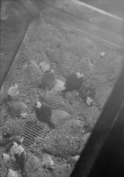 Trondhjem biologiske stasjon - Forsøk med flyndre