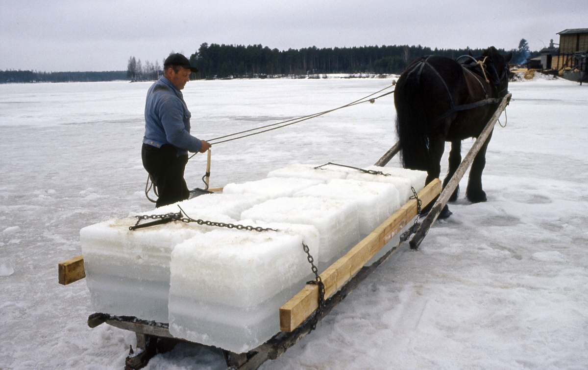 Isskjæring på Rokosjøen i Løten. Hest og slede med isblokker, Paul Nordvold holder tømmene. Hestetransport. 