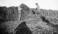 To karer hesjer i solskinnet. De har hatter på seg (Ikke på 