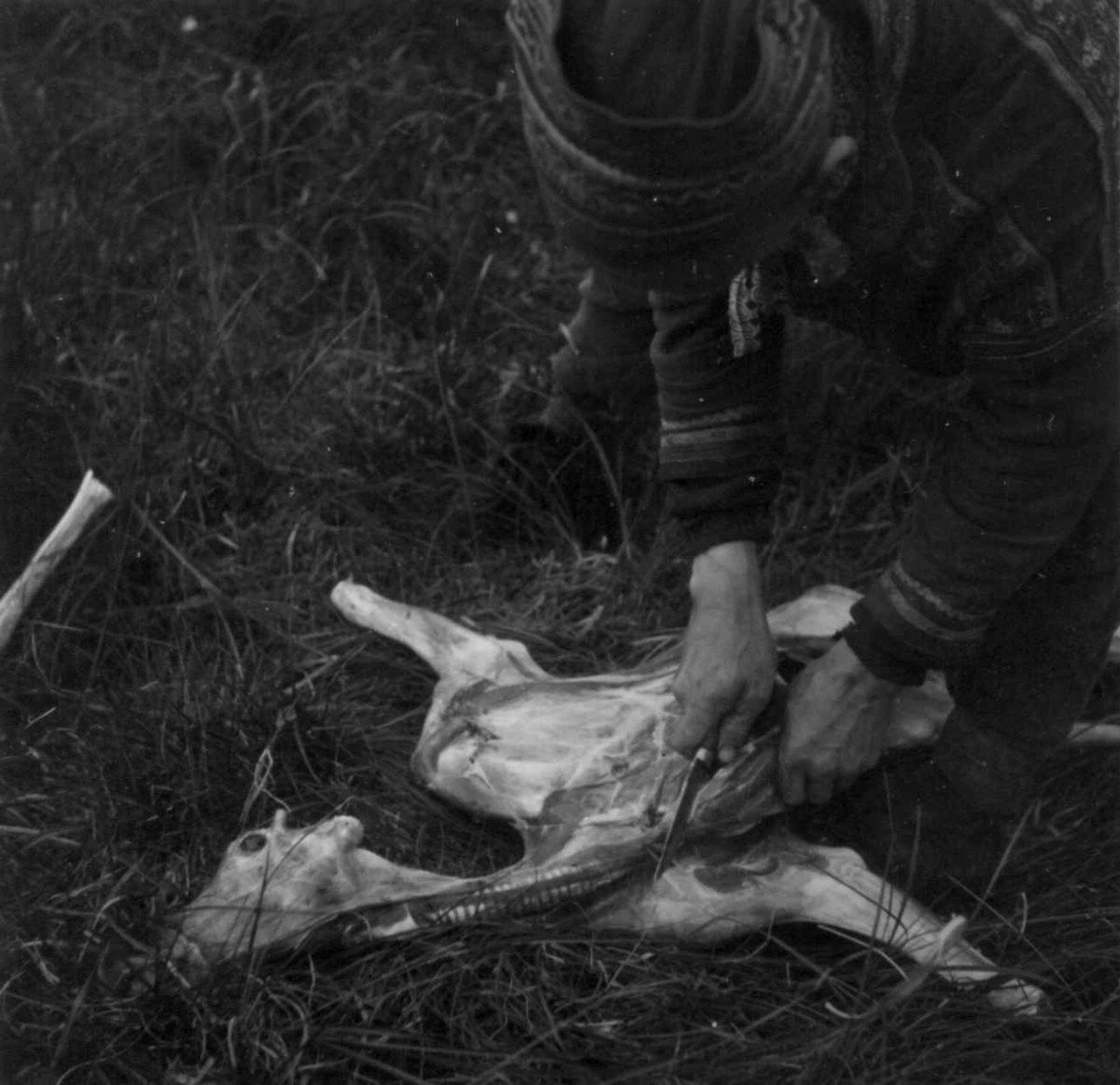 Brystbenet skjæres fra reinsdyret etter slakting. Kvænangsfjell 1954.