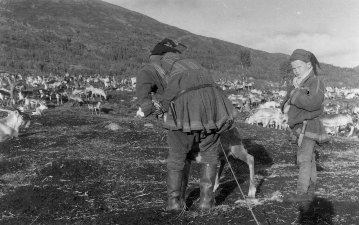 Et reinsdyr er fanget med lasso og skal merkes, i bakgrunnen en reinsdyrflokk. Øksfjordeidet 1953.