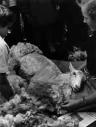 Saueklipping i 1954.