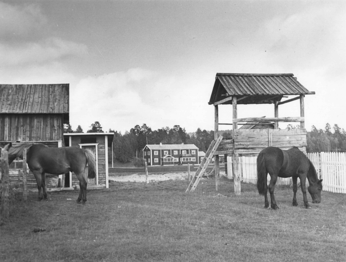 Stillas (luovve) med tak til oppbevaring av høy. I forgrunnen to hester, i bakgrunnen Karasjok Fjellstue, 1940.