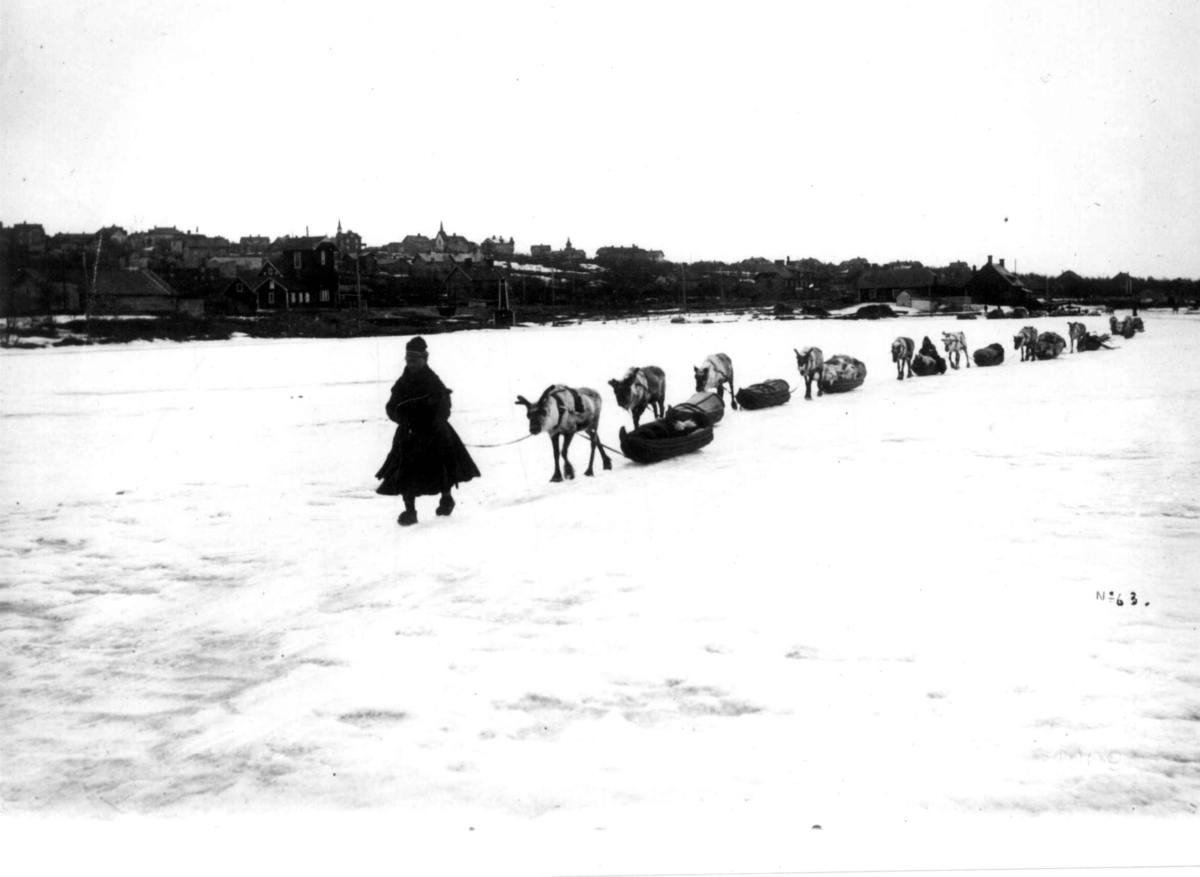 Transport om vinteren med reinsdyr og sleder, i bakgrunne bebyggelse, Kiruna Samhälle 1909.