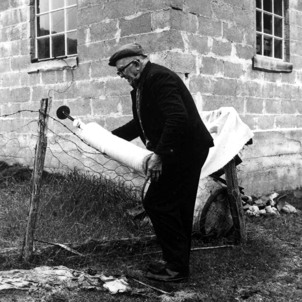 Stamping av vadmel. Ingemund Kvæstad ruller ut ferdig stampet vadmelstøy til tørk på gjerdet. Kvæstad, Suldal, Rogaland 1970.