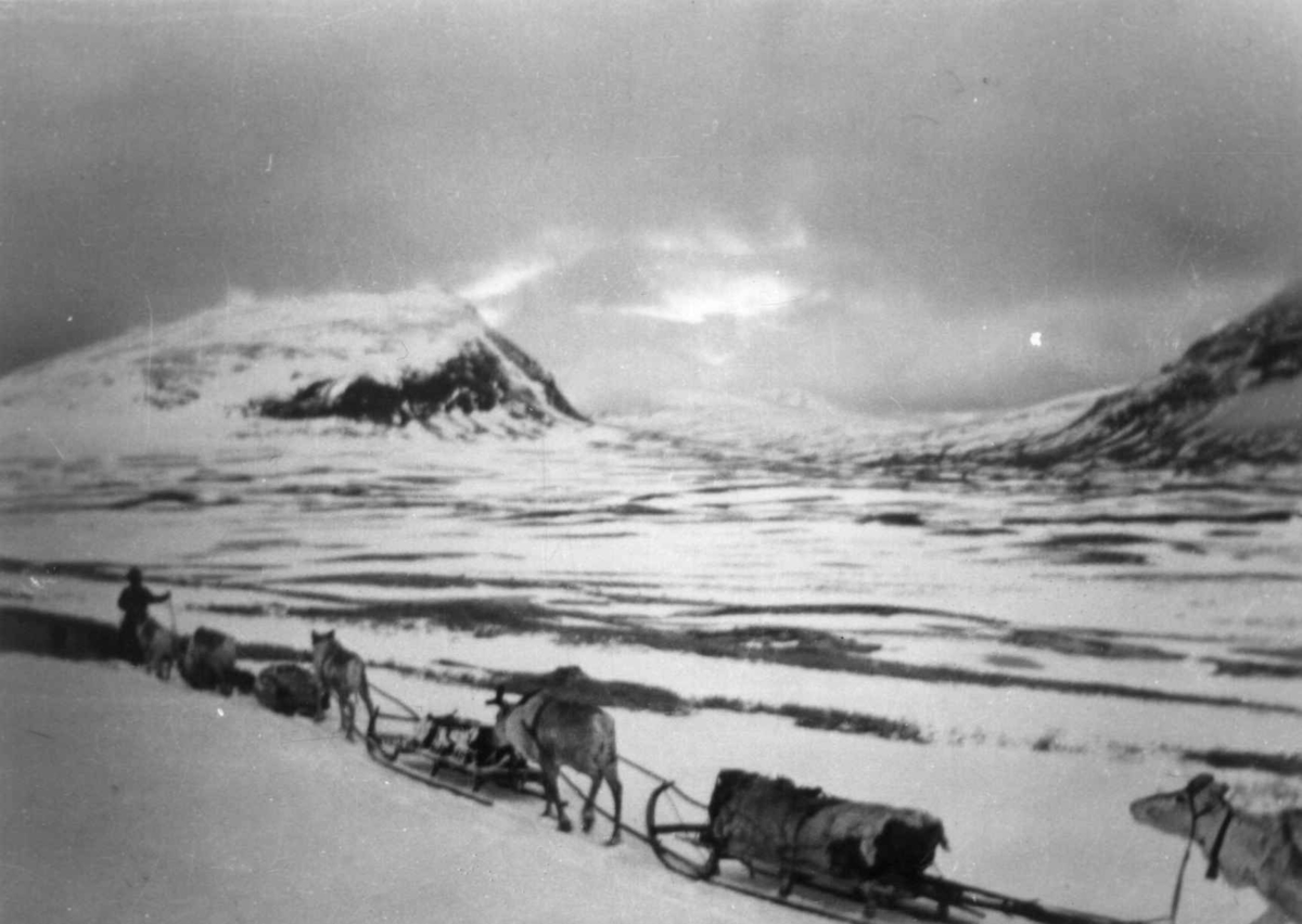 Reinsdyr med sleder og førere går på rekkke under vårflytting, på vei inn i Norge fra Finland. Dazabakte mai 1952.