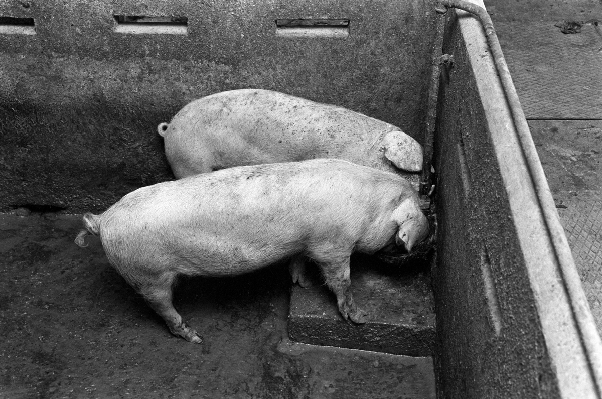 To griser ved vasstrauet. Fra grisefjøset på Bleiker gård i Asker hvor grisene blir fóret med sjokolade  9. desember 1961.