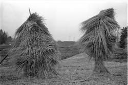 Kornstaur, mai 1963.