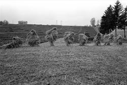 Kornstaur og hesjer overvintret i Ullensaker, mai 1963.